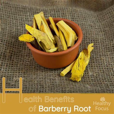 burberry root supplement|health benefits of barberry root.